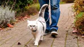 Ako si zvyknúť mačku na postroj